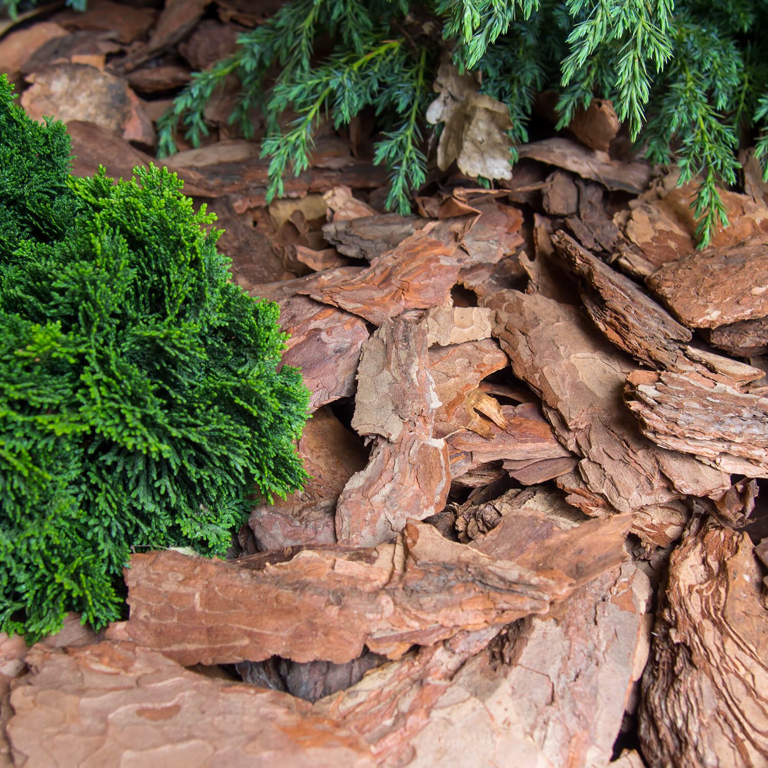 MUD60 Rindenmulch Kiefer Deko Anwendung1