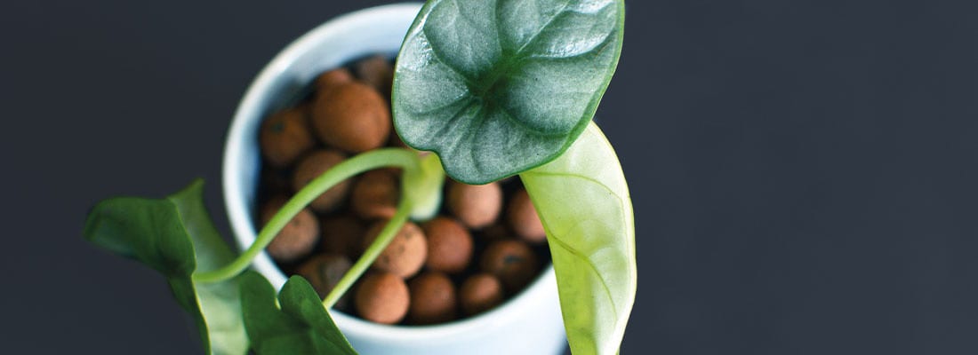 Blähton Hydrokultur 2